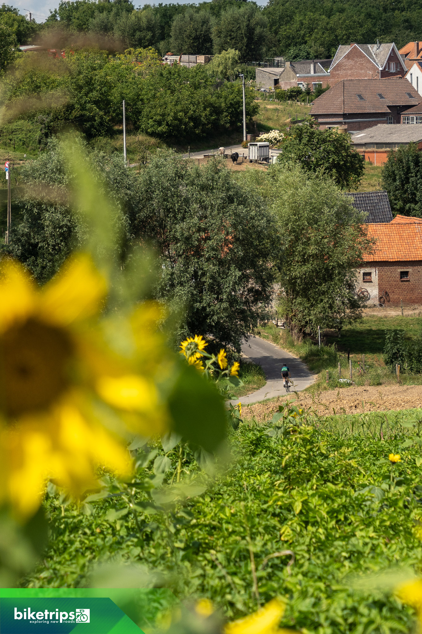 Fietser daalt af tussen zonnenbloemen Vlaamse Ardennen