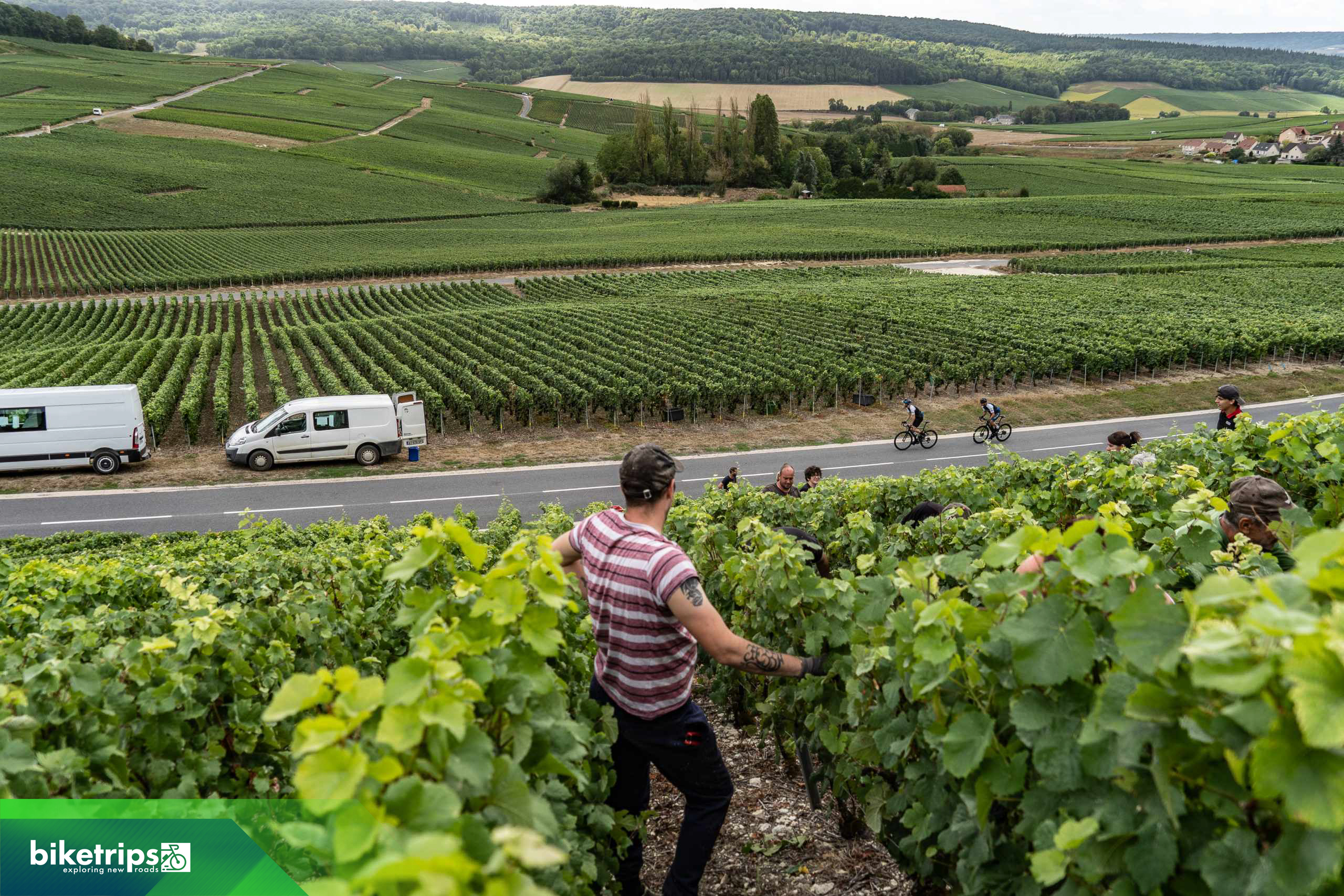 Fietsers fietsen langs wijnboeren in de Champagnestreek